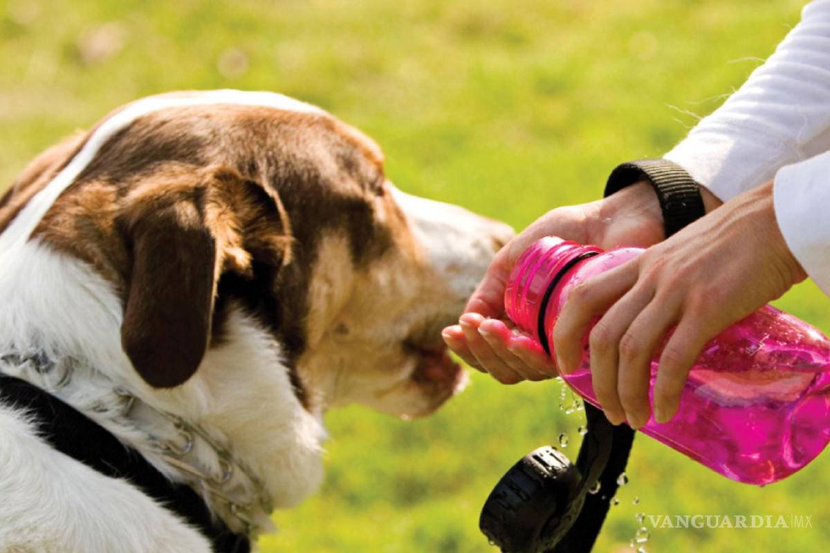 Seis de cada 10 mexicanos tienen mascota; gastan 3,500 al mes