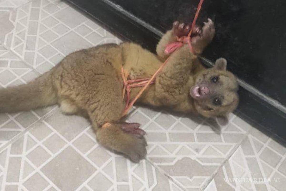 $!Maltratan a pariente de los mapaches, creían que era un nahual