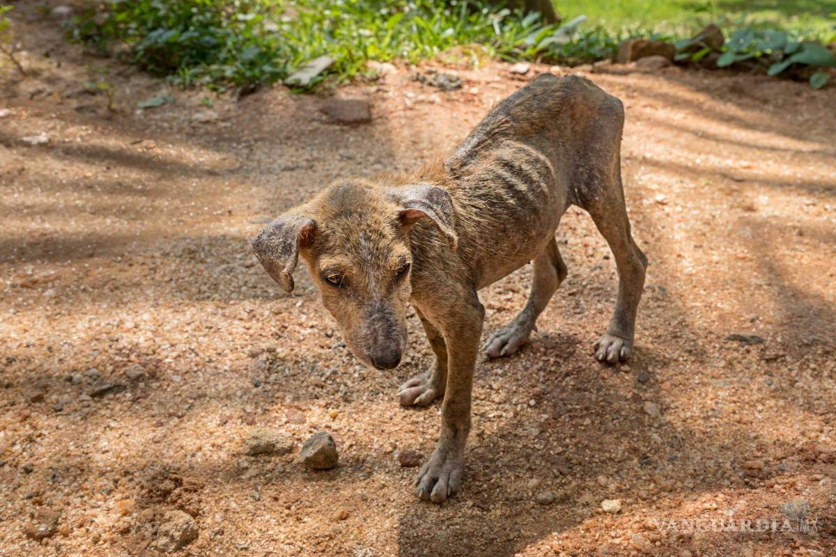 En caso de maltrato animal ¿cómo podemos denunciar en Coahuila?
