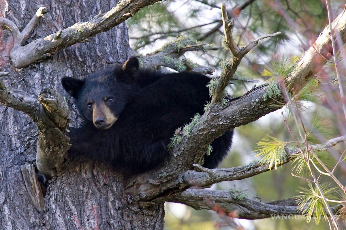 A tiros matan habitantes a osos en el ejido El Diamante de Arteaga, denuncian