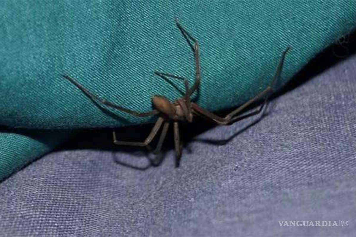Mexicanos desarrollan antídoto contra veneno de araña violinista