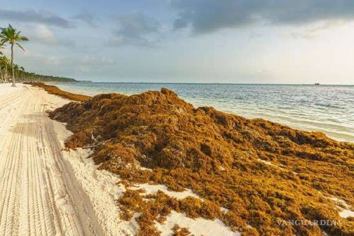 Lanzan ambientalistas un SOS por recale masivo de sargazo en Quintana Roo