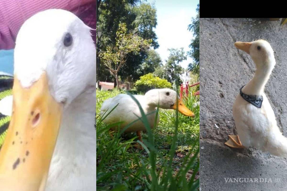 ¡Buscan a ‘Plumas’! Se extravía patito cerca de parque Chapulín, Saltillo