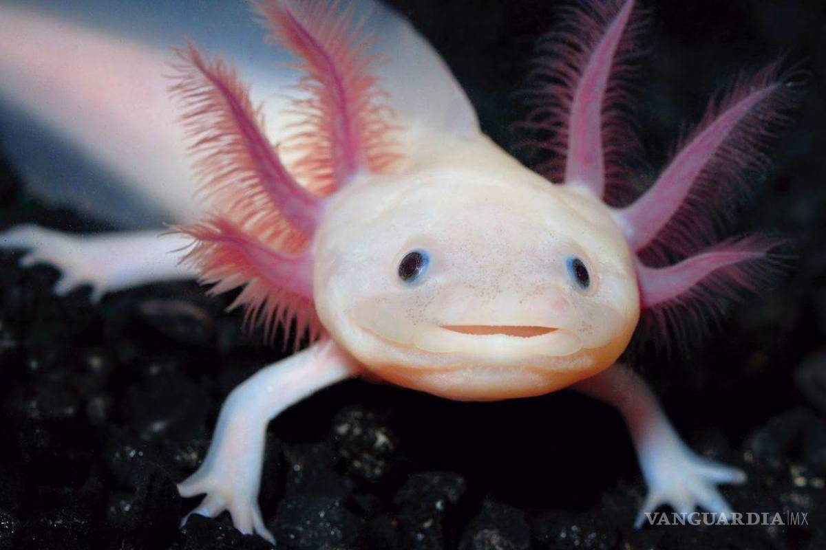 El ajolote mexicano, el animal más popular de México tiene su propio día nacional
