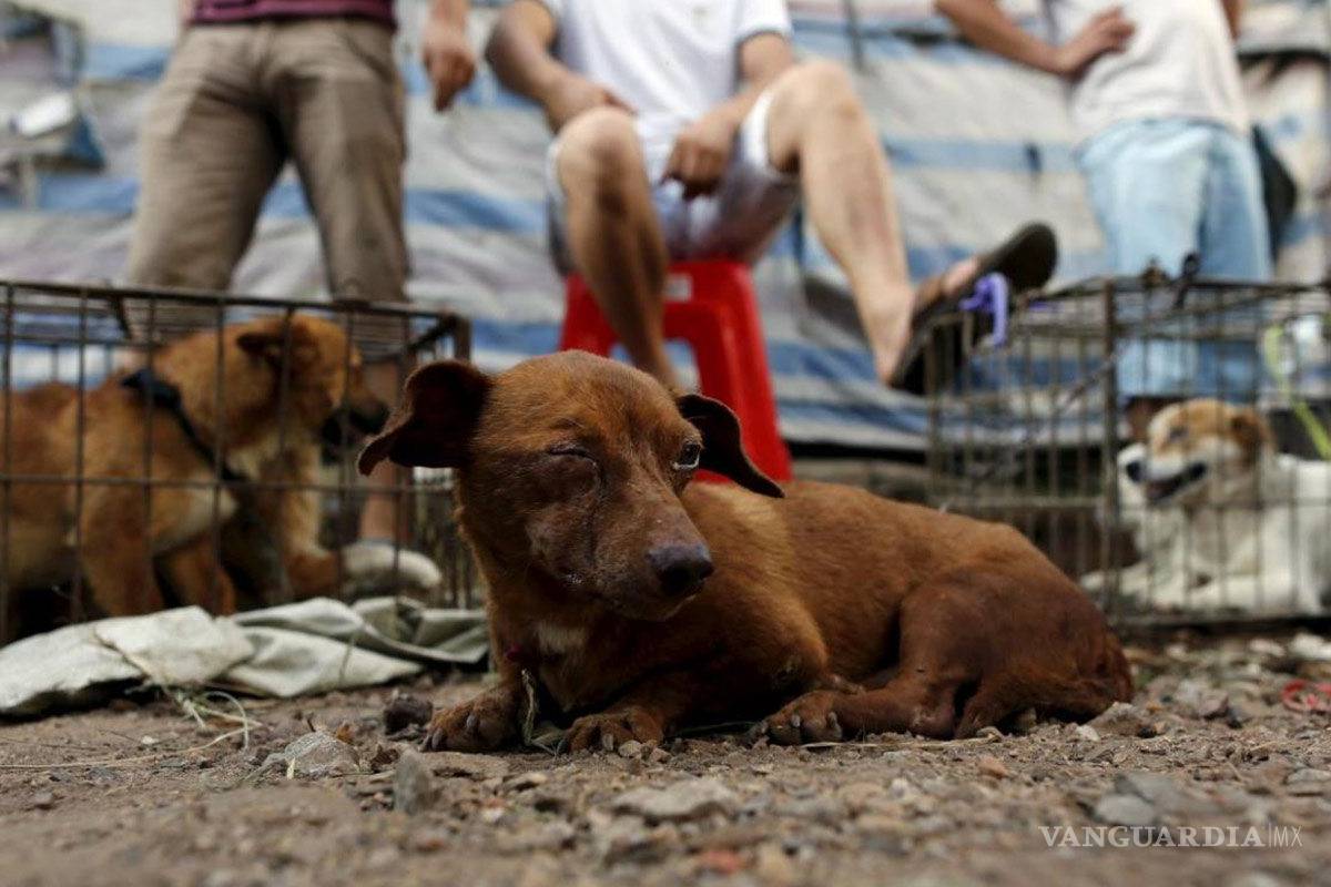 Presenta ciudadana iniciativa en Congreso de Coahuila, contra el maltrato animal