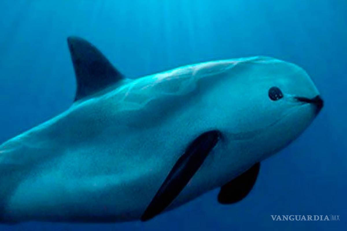 Cites da un ultimátum a México para salvar a la vaquita marina