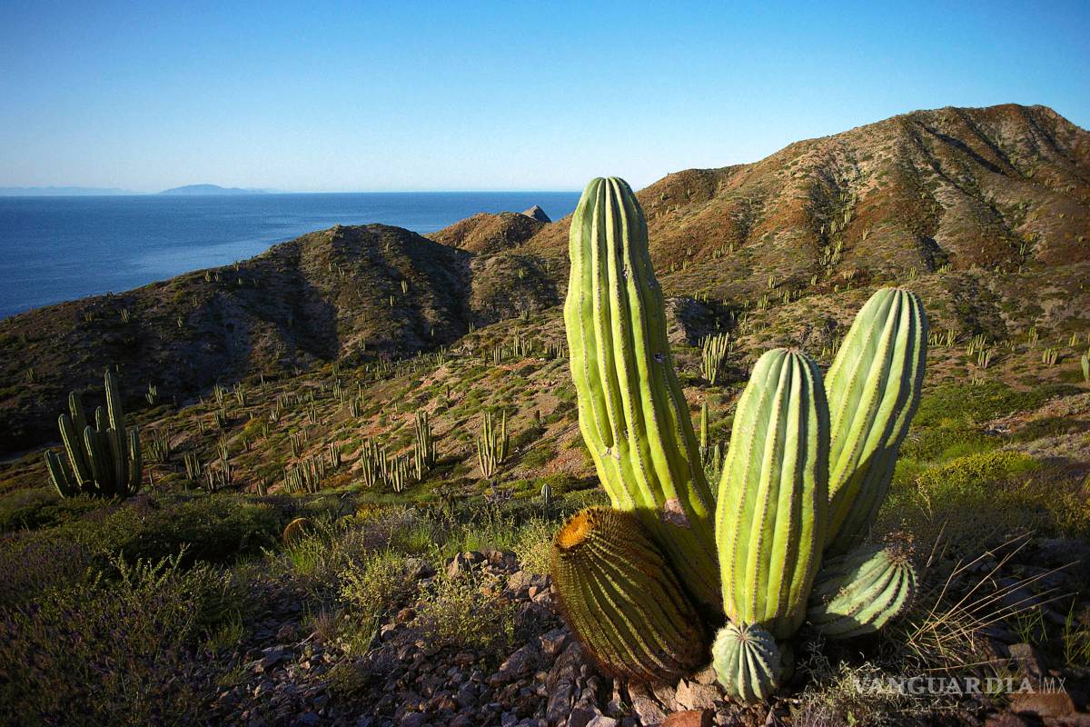 En peligro de extinción más de 30 especies de cactus en el mundo