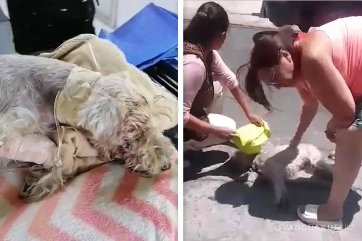 Murió la perrita que fue herida por un empleado de la CFE con un desarmador
