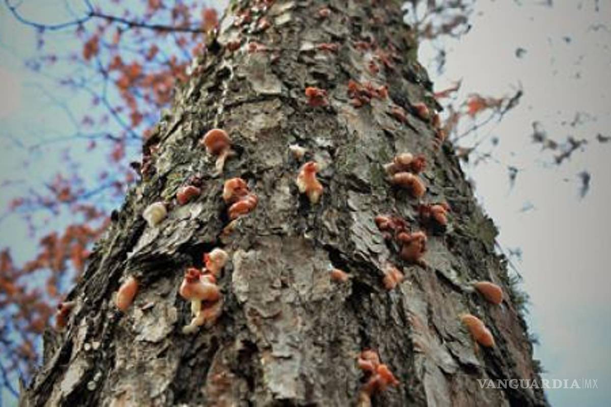 Plaga del gusano descortezador afecta a la Sierra de Arteaga más que los incendios