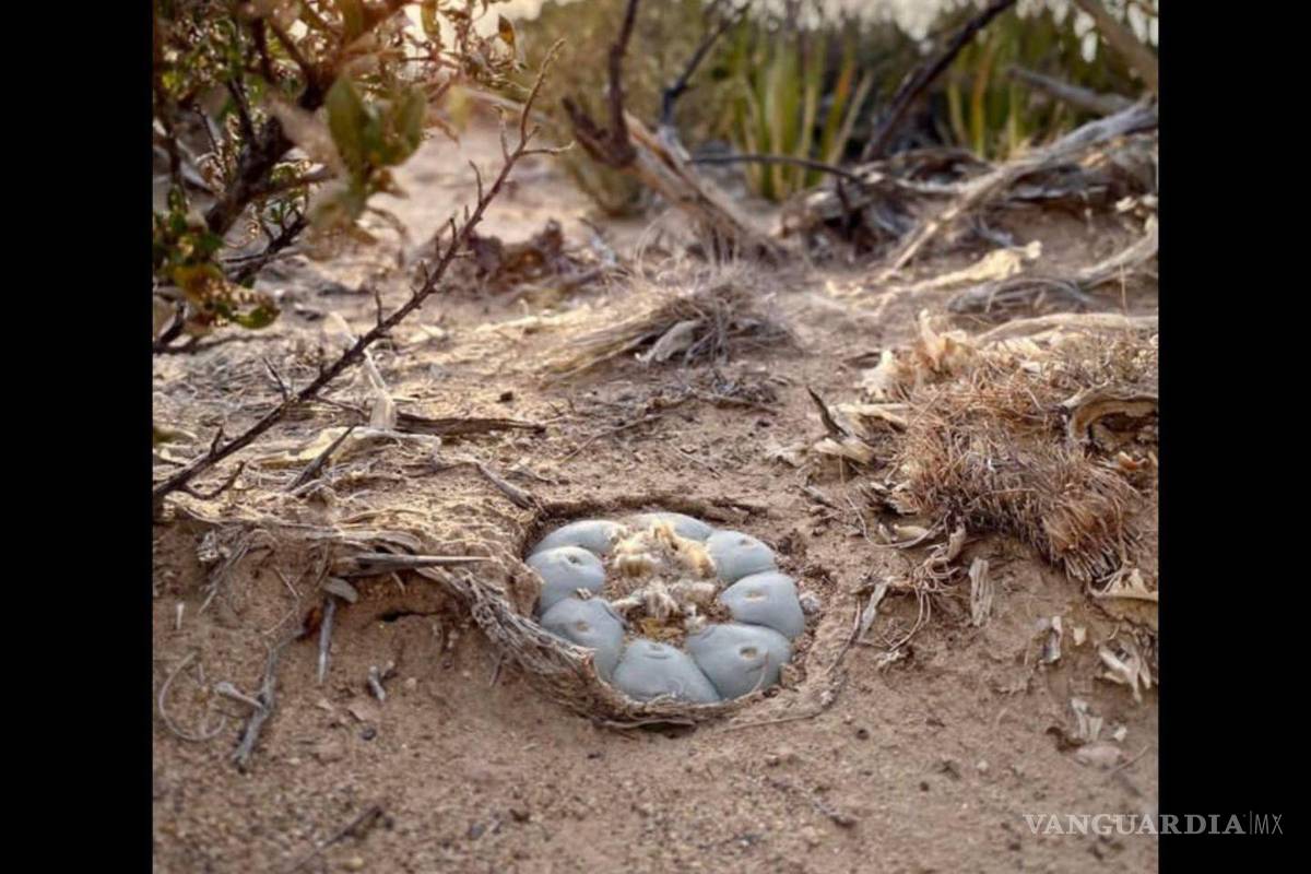 ‘EAP no tolerará prácticas que pongan en riesgo a docentes y alumnos’: director por caso de plagio