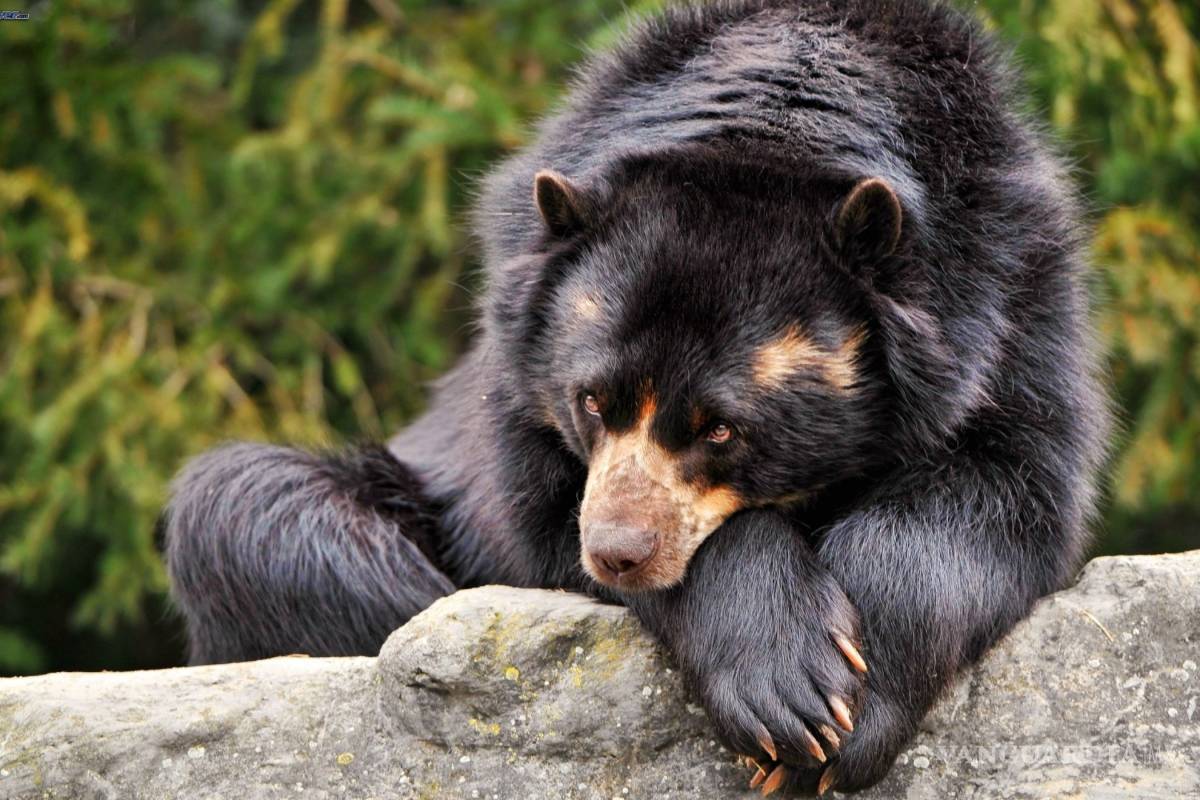 Capacitan a elementos sobre captura de osos negros en zonas urbanas