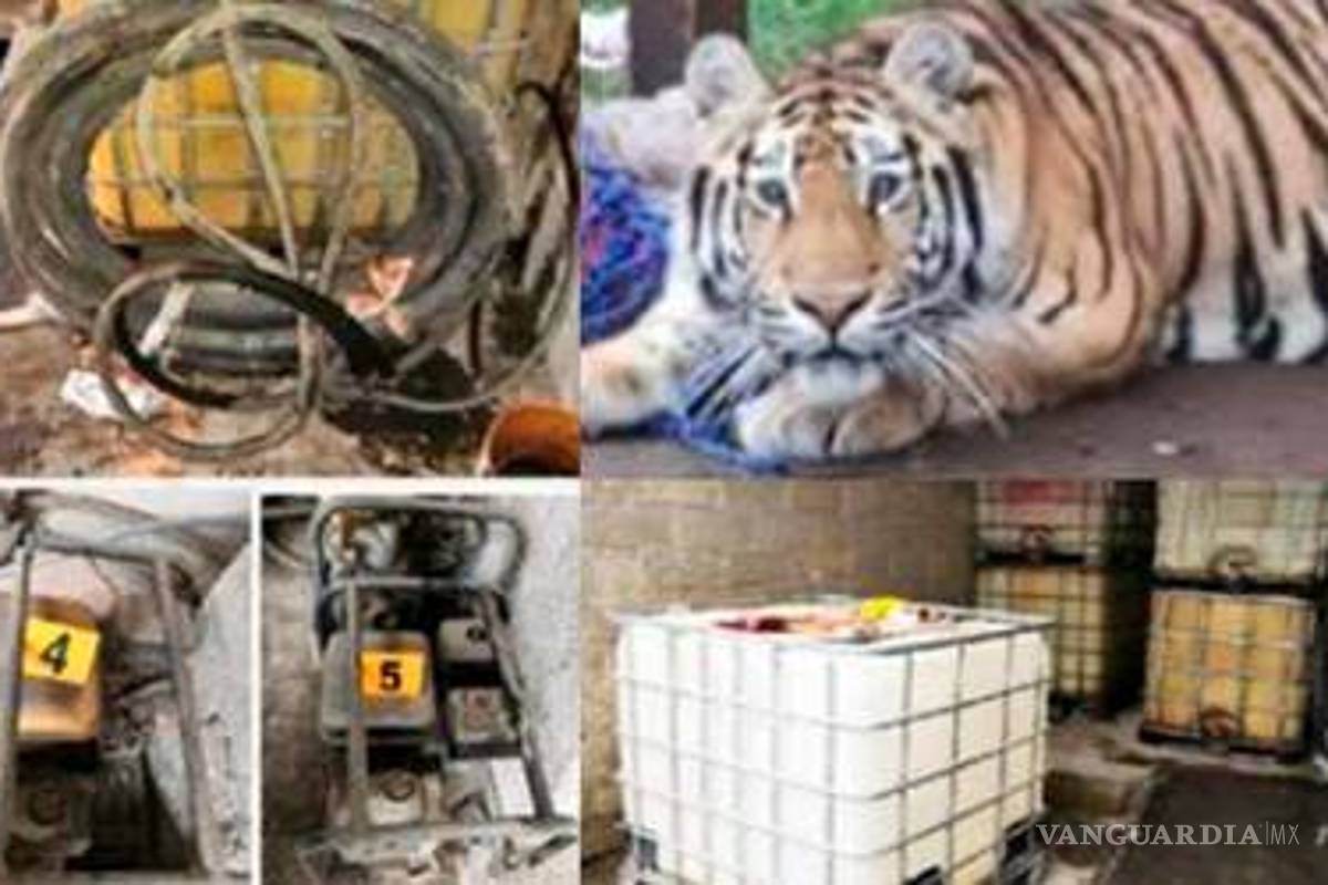 Hallan tigre en cateo a propiedades vinculadas a ‘El Loco Téllez’