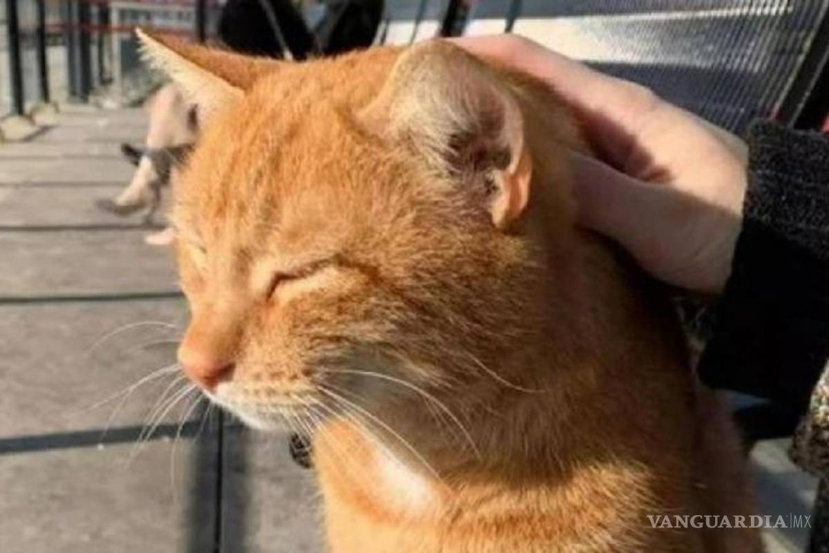$!Aseguran que el felino Brammetje (pequeño Bram, en neerlandés) “era el gato de todos. ¡Él siempre estaba ahí!”