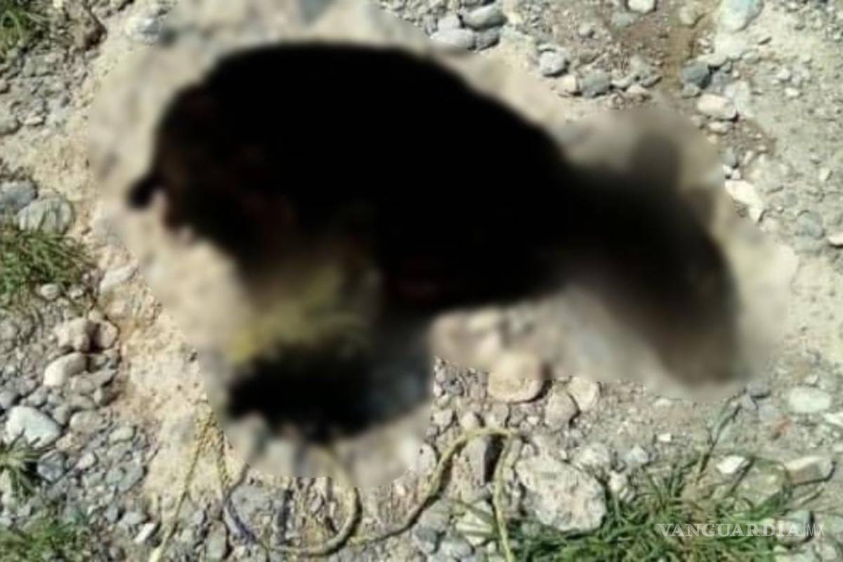 Interpone Protección al Ambiente Coahuila denuncia por muerte de osezno en Castaños