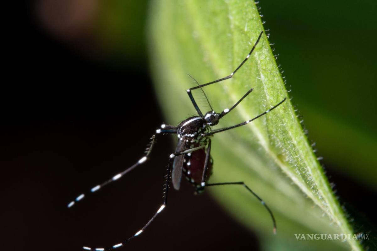 Informa Secretaría de Salud primer caso positivo de Virus del Oeste del Nilo en Acuña