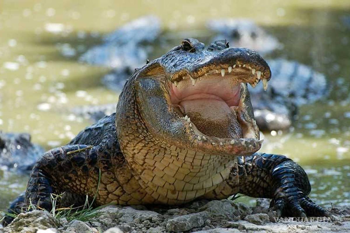 $!El top 10 de los animales más letales del mundo... el número 1 te sorprenderá