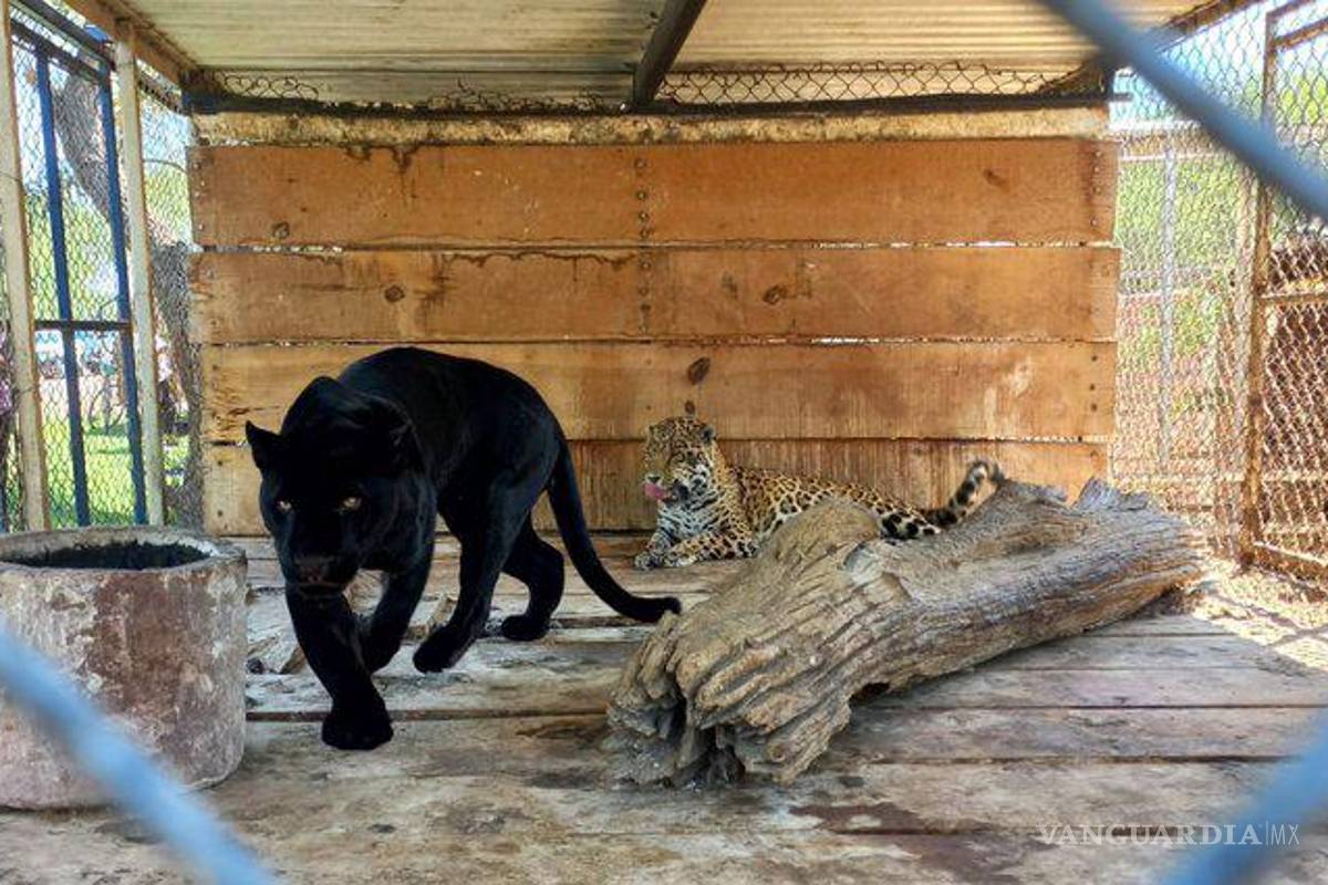 $!El tráfico ilegal de ejemplares de fauna silvestre es castigado con una pena de uno a nueve años de prisión