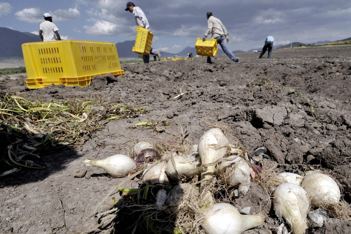 Propone Secretaría del Trabajo de Coahuila 'empadronar' a trabajadores agrícolas
