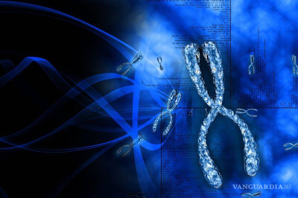 ¿Adiós a los hombres?... el cromosoma ‘Y’ masculino desaparecerá