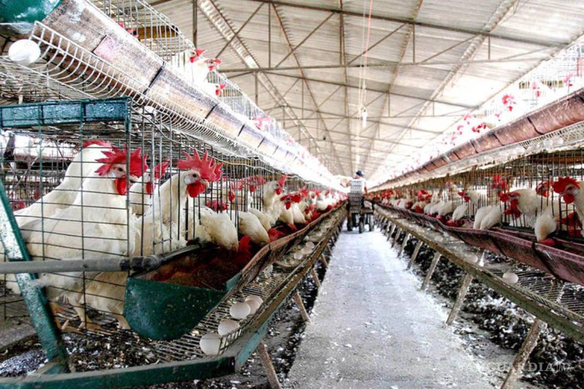 Gripe aviar no es riesgosa para los humanos: Sader