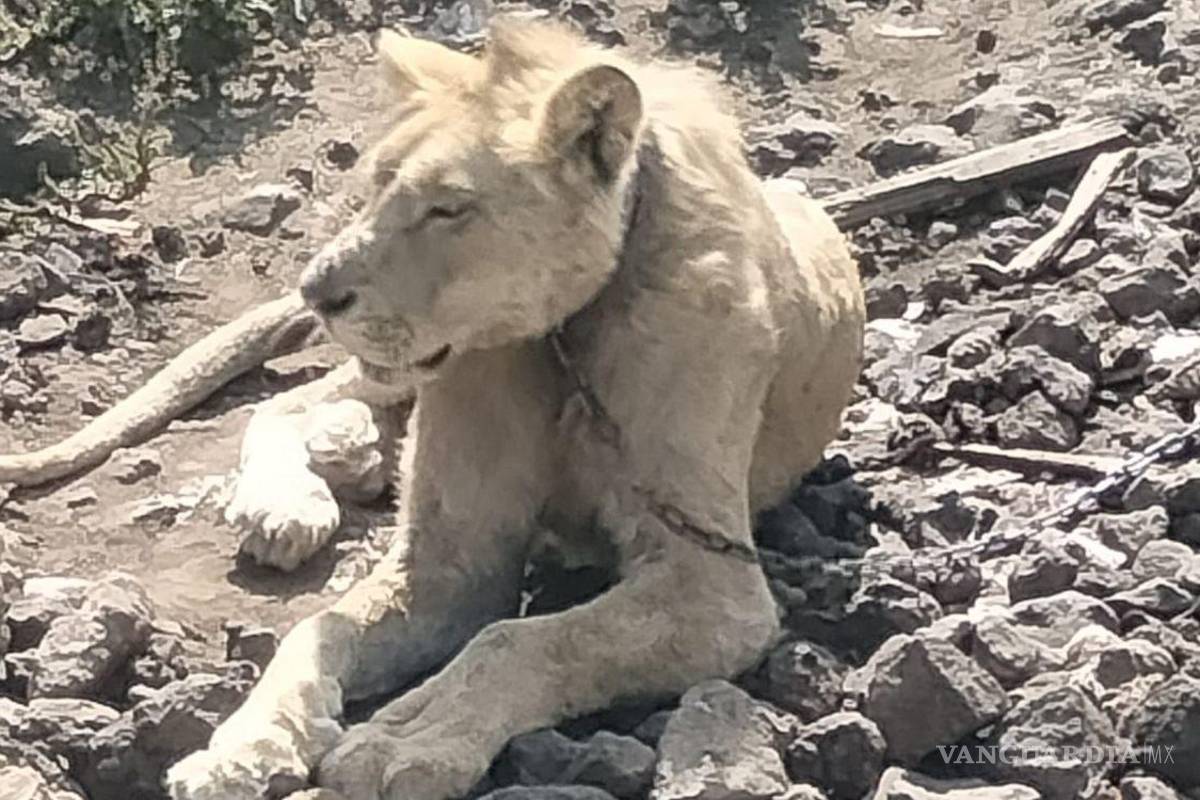 Rescatan a un león en Chalco, estaba desnutrido y abandonado
