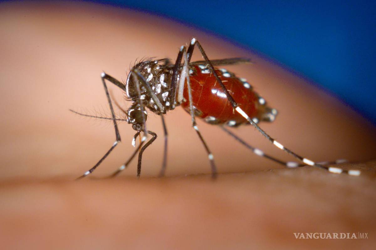 Coahuila suma 34 casos de dengue; tres se reportan graves