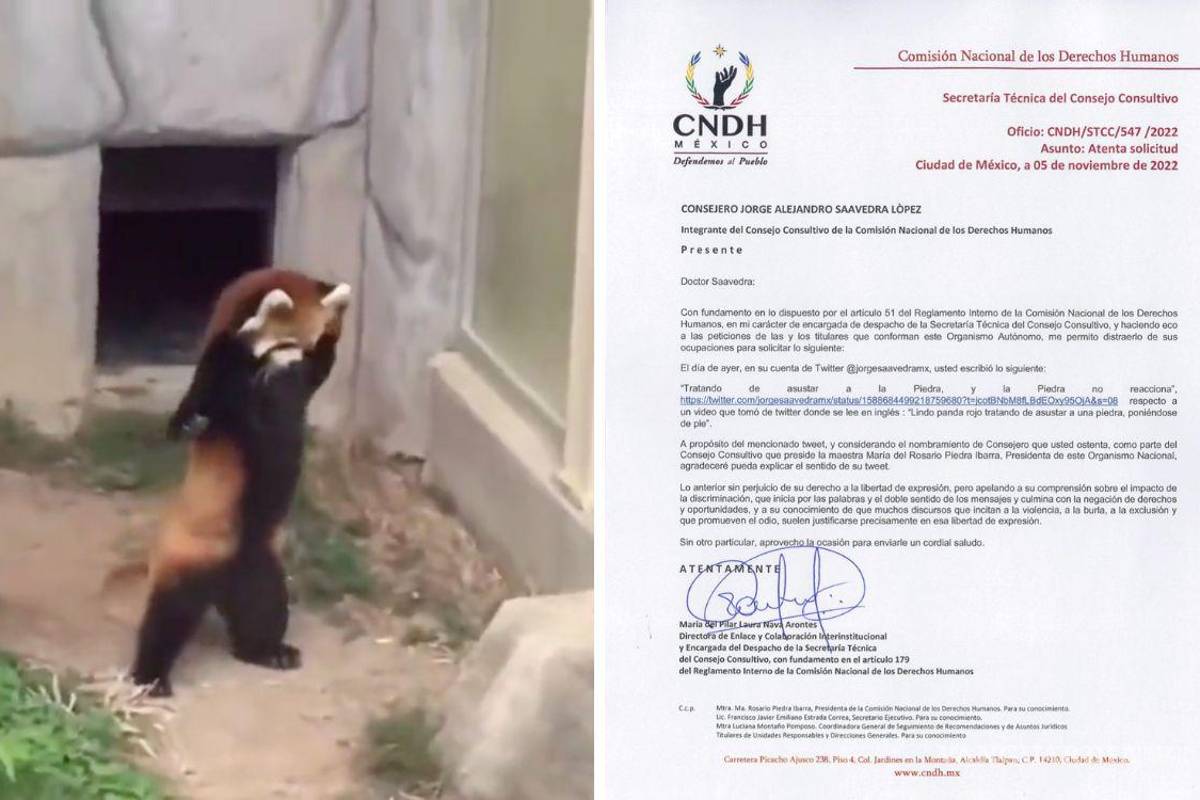 Un panda rojo, una piedra y un tuit: la razón por la que CNDH exige explicaciones a un consejero