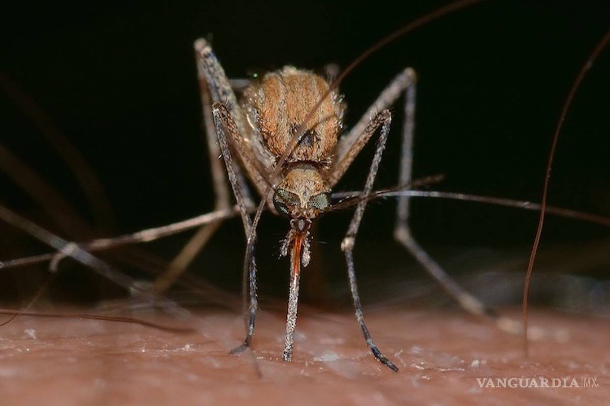 Más de 750 mil personas mueren cada año por culpa de picaduras de mosquito