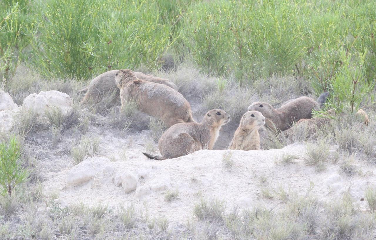 $!Los perritos de la pradera son animales sociales que viven formando colonias y ocupan grandes extensiones de terreno; desde 1999 se pueden ver en el Museo Viviente.