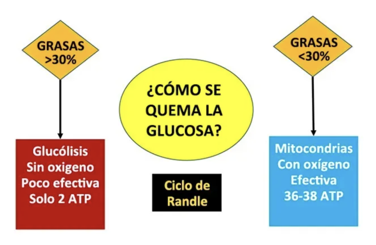 $!¿Grasas o azúcares? Para bajar de peso y mejorar tu salud