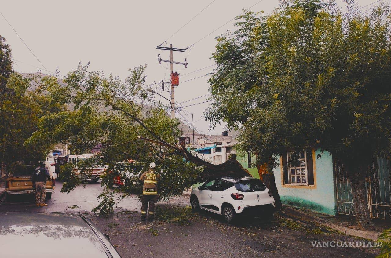 $!Brigadas de Protección Civil y Bomberos retiran árboles caídos en calles afectadas por la tormenta.
