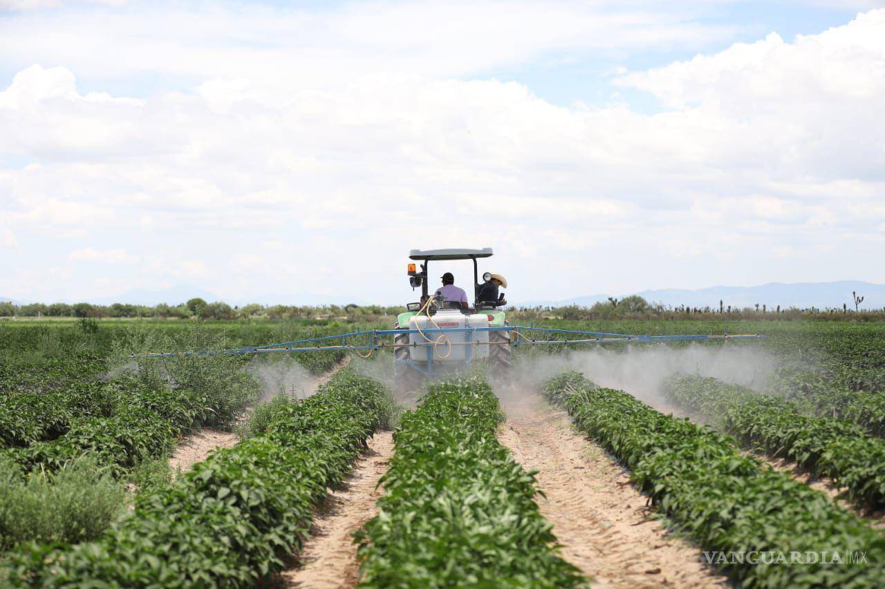 $!Las semilla entregadas a ejidos como Jagüey de Ferniza impulsan la producción agrícola local para fortalecer la economía rural.