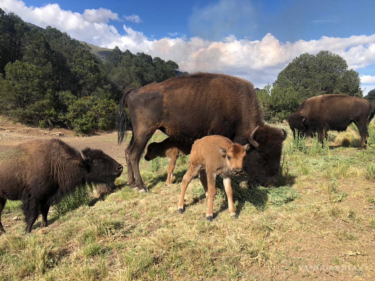 De 45 a 17: La alarmante disminución de bisontes en Jagüey de Ferniza, en Saltillo