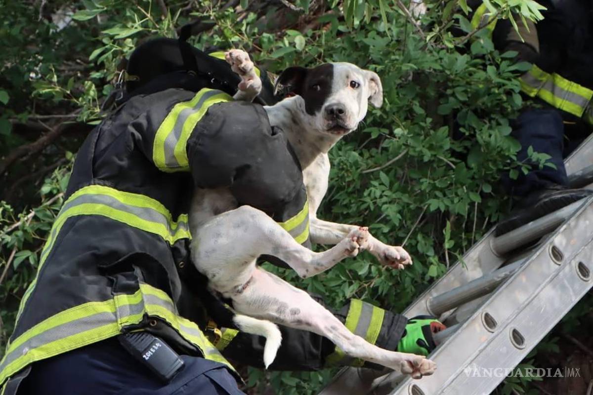 A falta de Policía Ambiental, PC y Bomberos de Piedras Negras ‘le entran’ al rescate animal