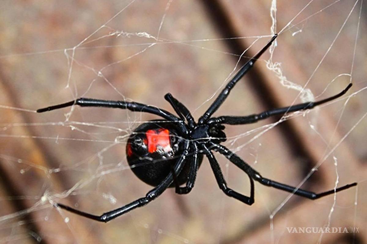 ¡Cuidado!... ¿Qué hago si esta peligrosa y venenosa Araña Viuda Negra aparece en mi casa?