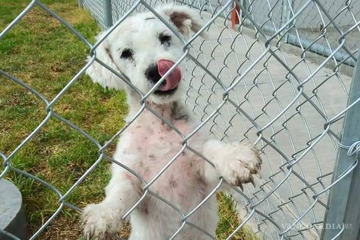 Rotarios de Acuña señalan necesidad de tratar bien a los animales de compañía