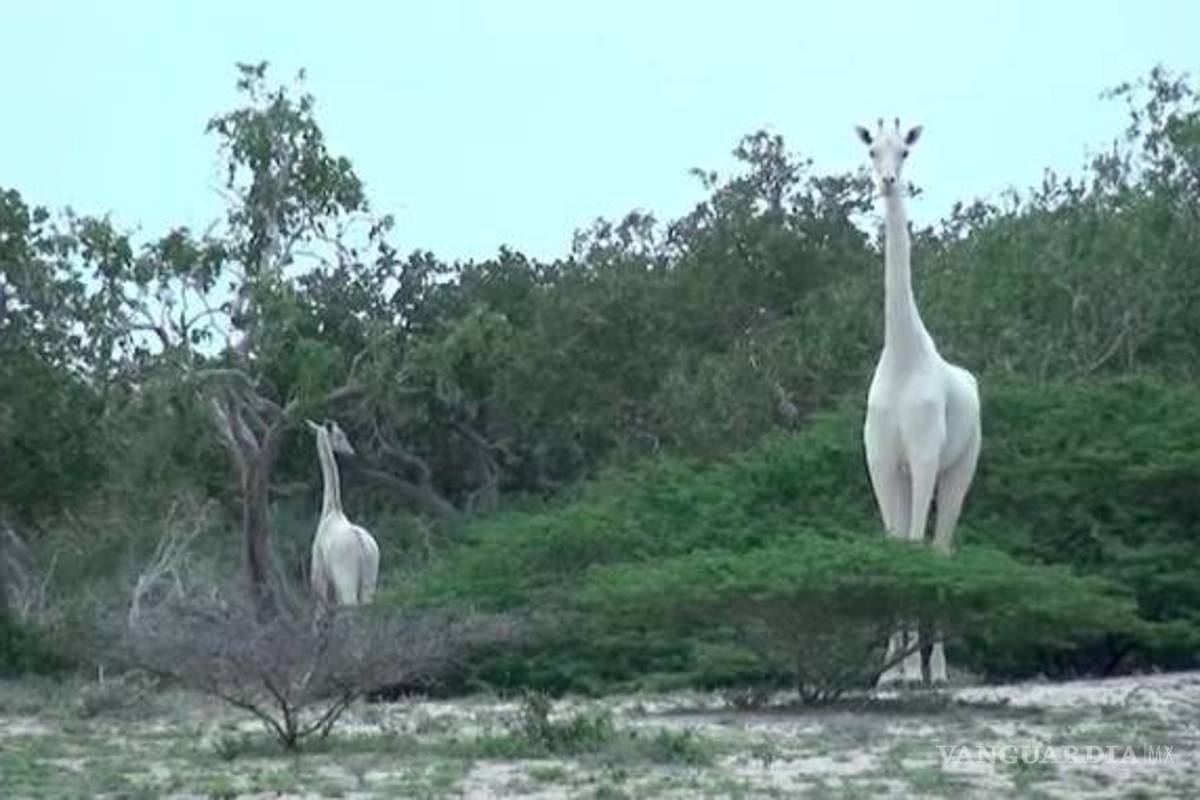 Captan a 2 jirafas blancas en parque de Kenia