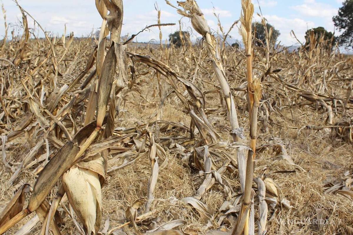 Alerta alimentaria en México: sequía devastó producción de maíz; 40% menos en 2023