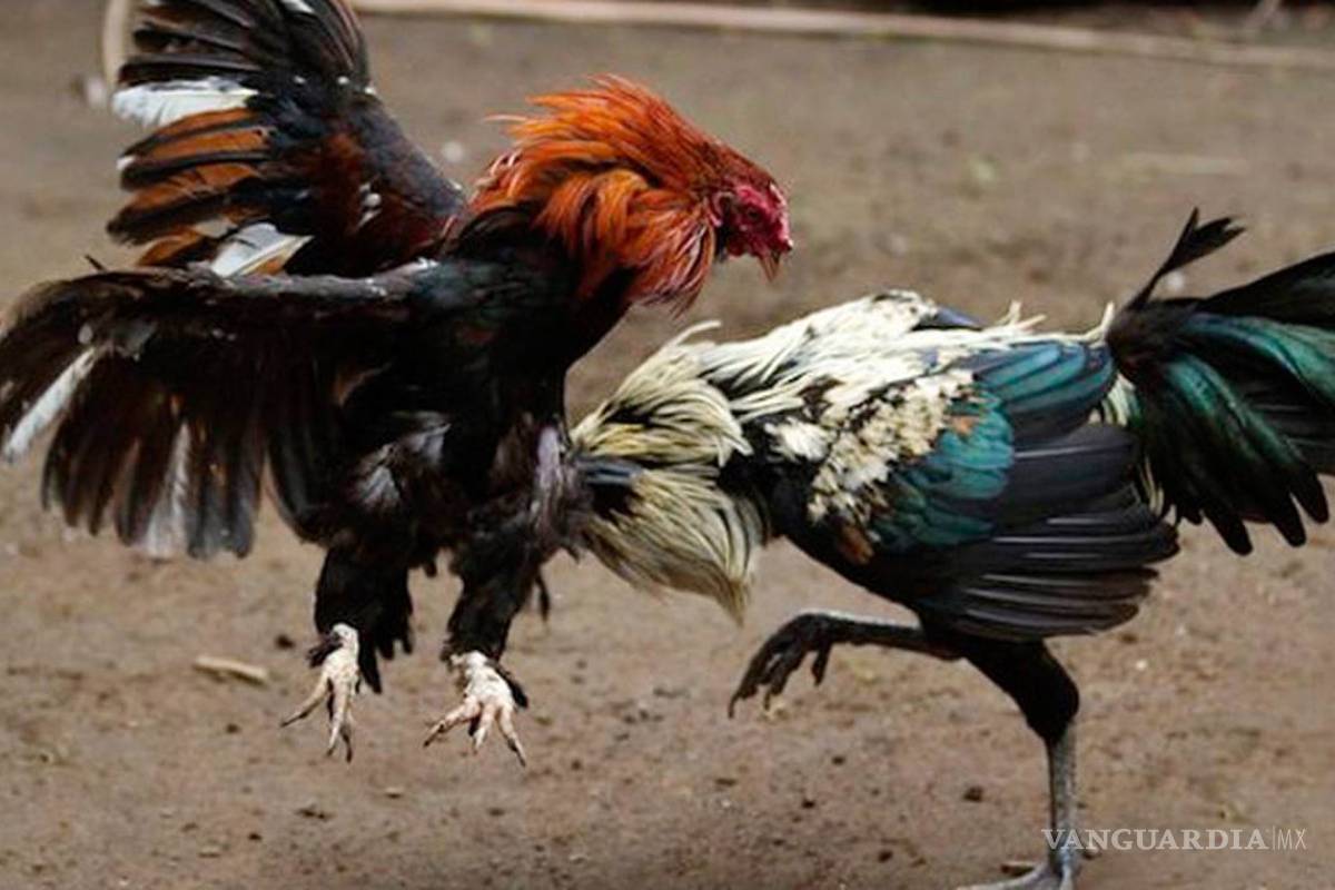 $!"El Señor de los Gallos"... el apodo con el que también se le conoce a 'El Mencho', líder del CJNG