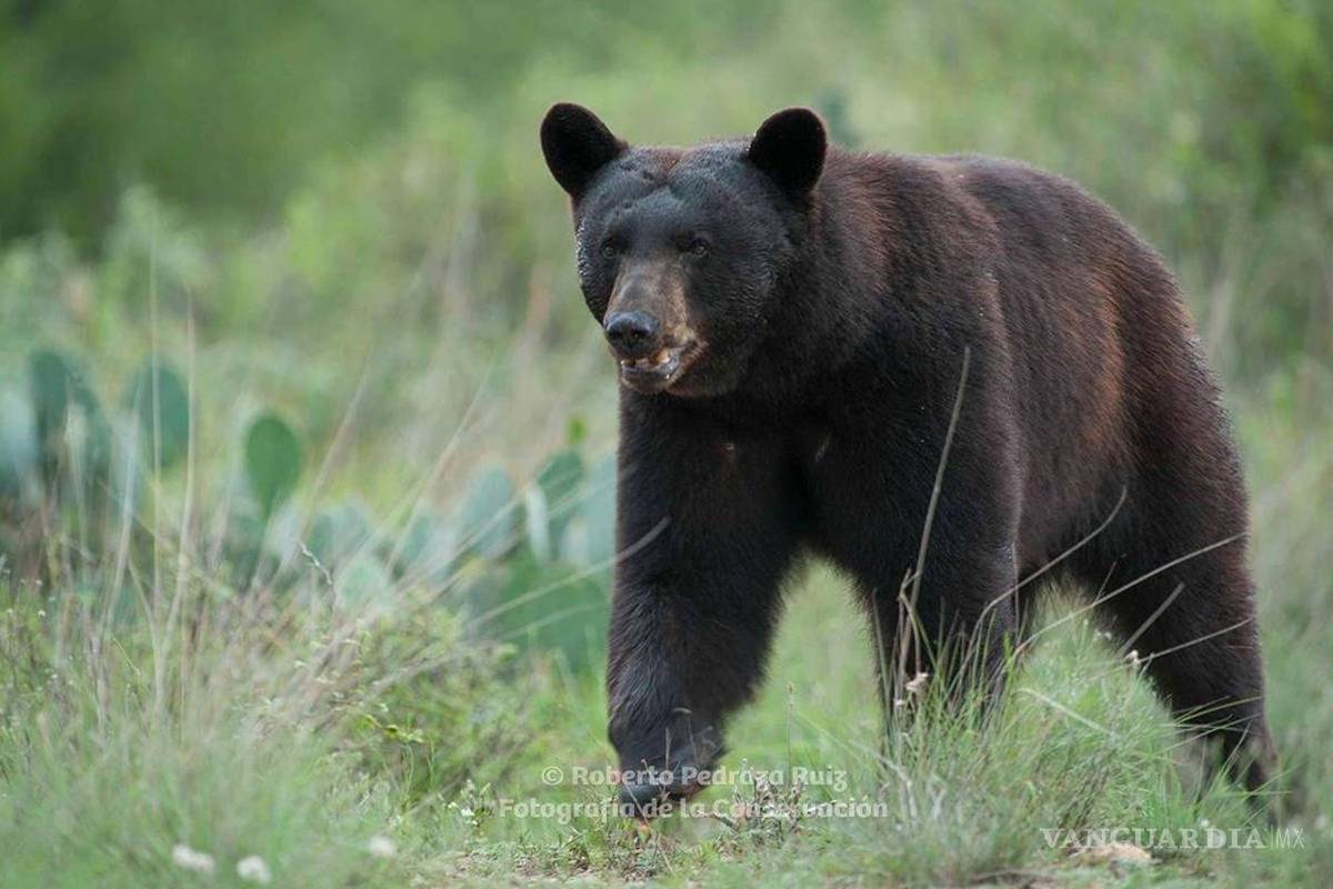Llaman a coahuilenses a reportar los avistamientos de osos