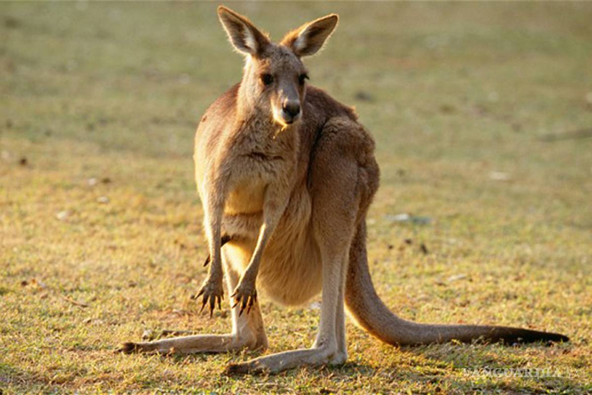 El ‘canguro bomba’ con el emblema de Estado Islámico que nunca explotó