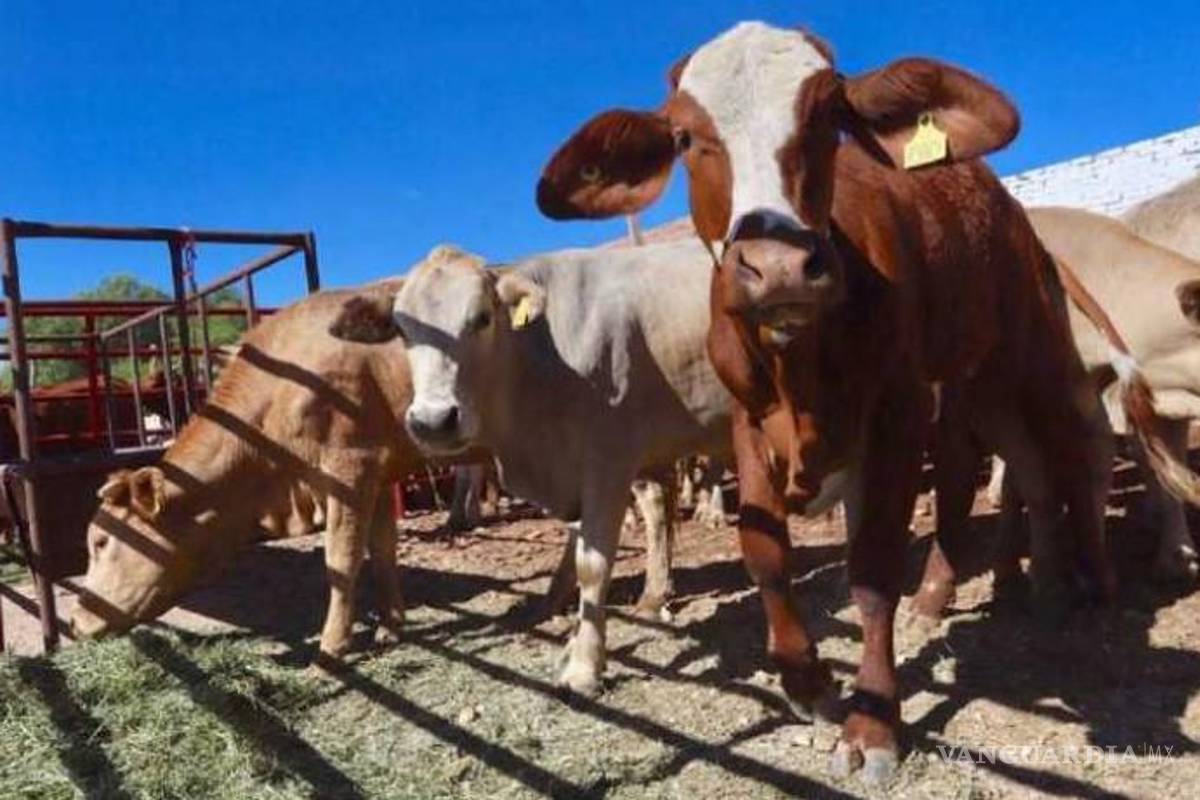 Chuma Montemayor se mantiene políticamente correcto