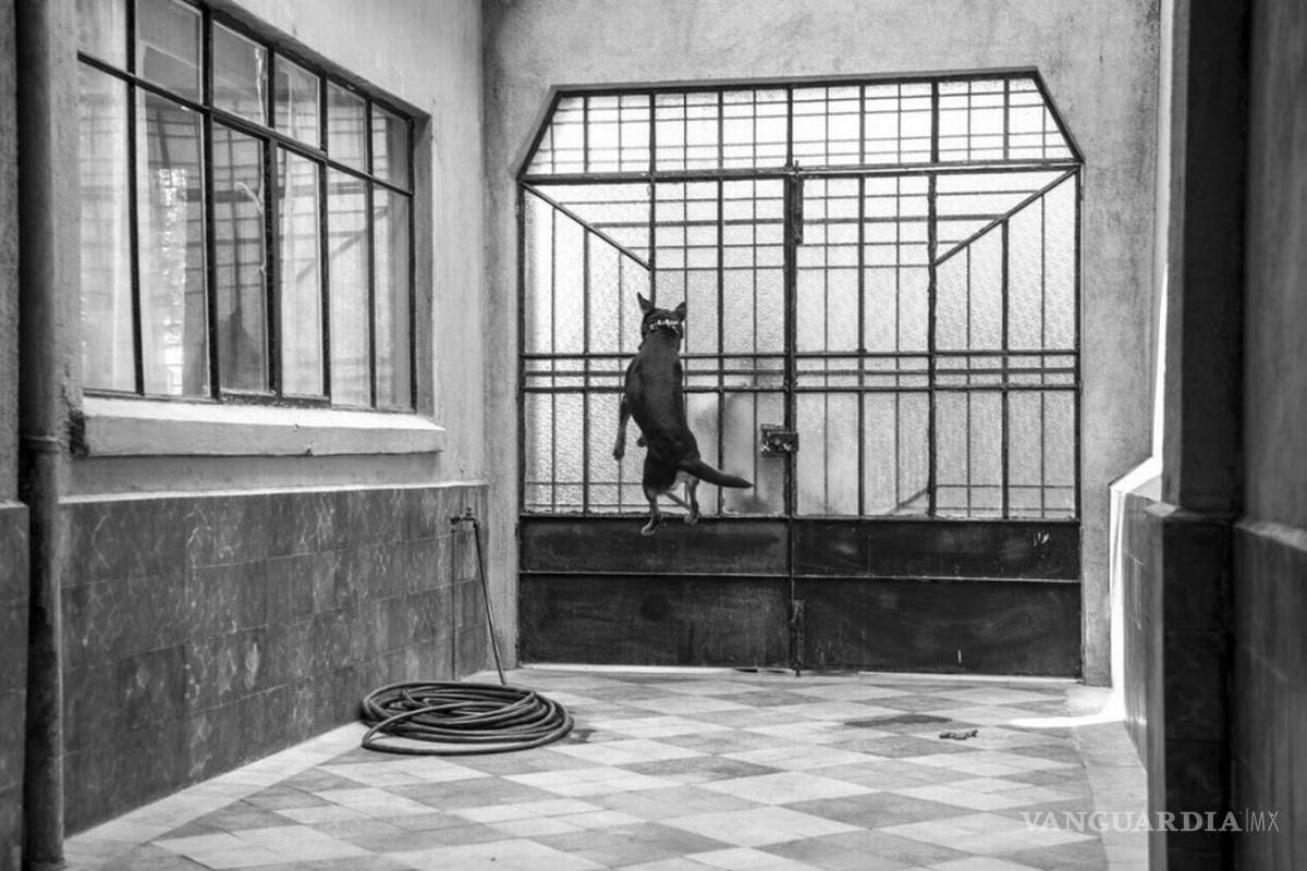 ‘El Borras’, la asombrosa historia real de la estrella canina de ‘Roma’