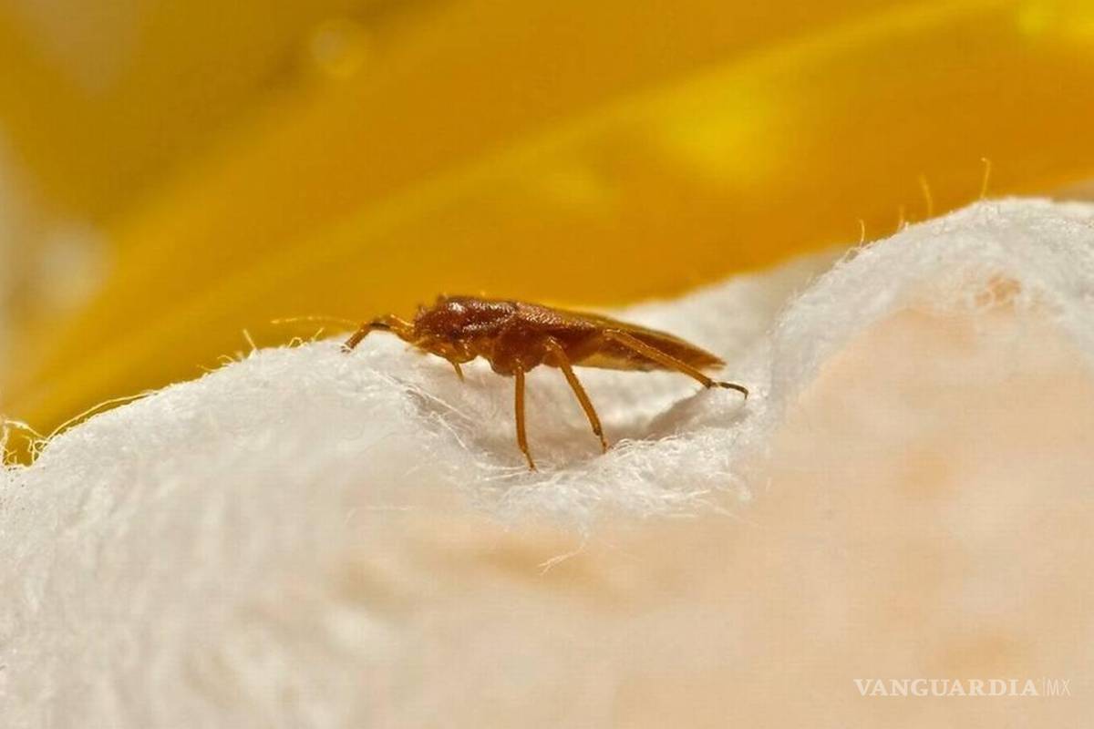 ¿Es verdad que hay plaga de chinches en México? Te decimos cómo combatirlas