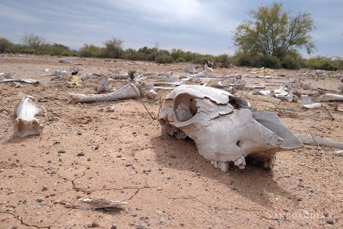 Arrecia sequía y riesgo de incendios en Arteaga... y en toda la Región Sureste