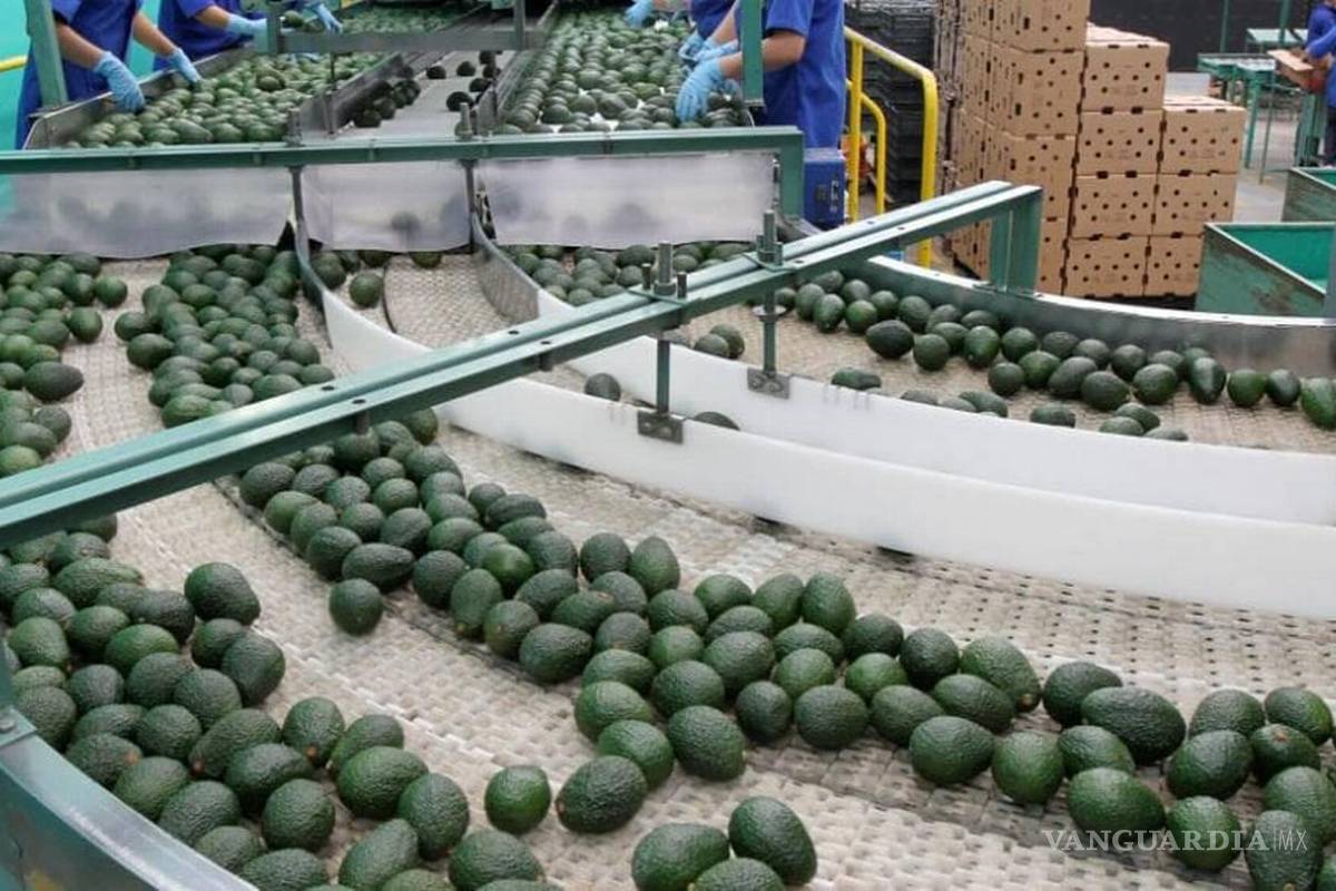 Preocupa que continúe el freno a la exportación de aguacate a Estados Unidos: CNA