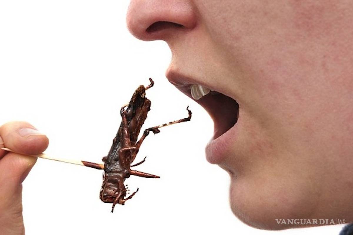 Por qué los grillos son mejor alimento que la carne