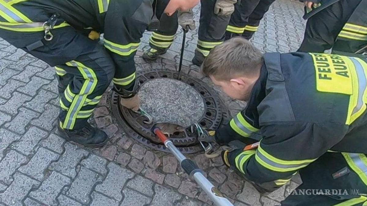 (Video) Bomberos rescatan a rata atorada en agujero de una alcantarilla