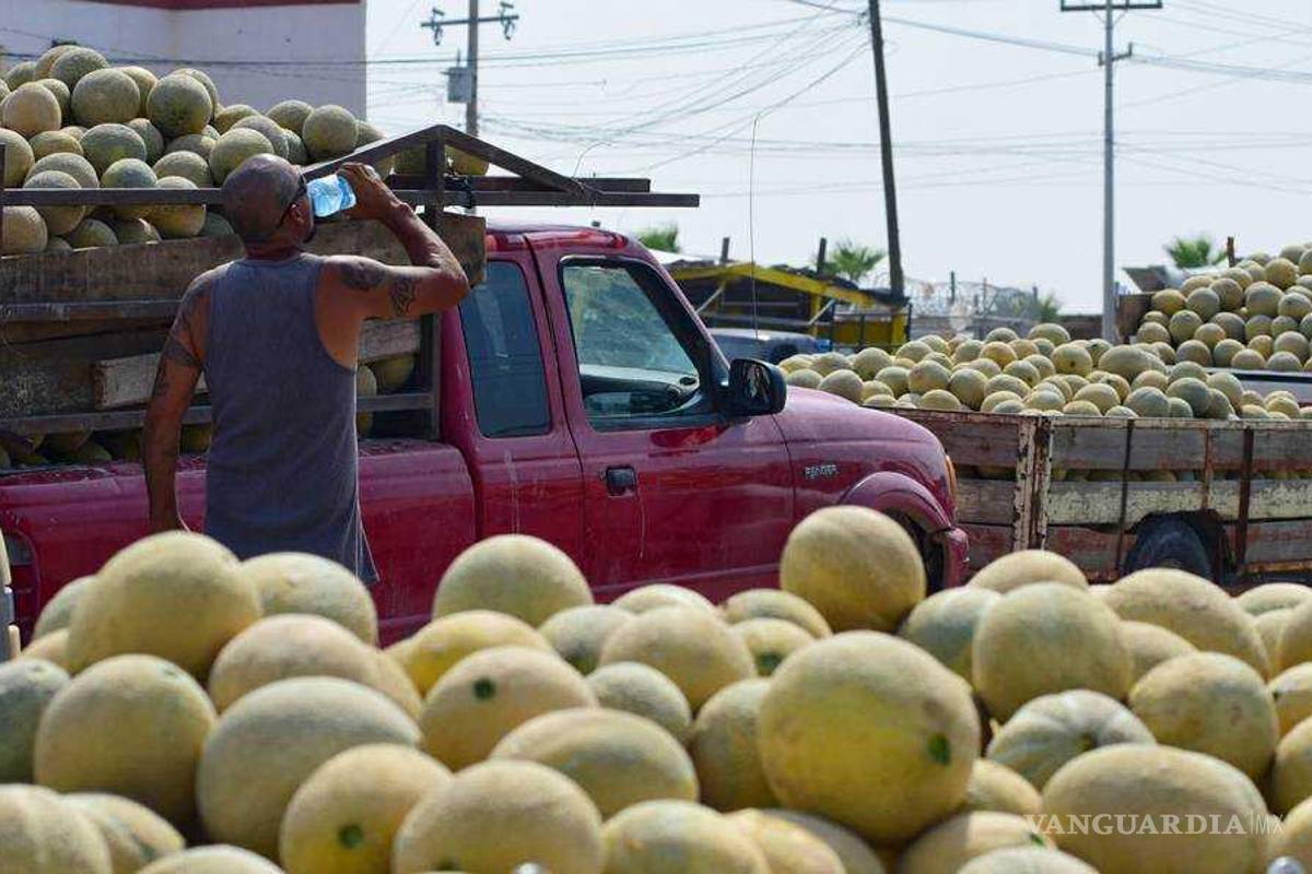 Baja en La Laguna el precio del melón y la sandía; se encuentran en 6 pesos el kilo