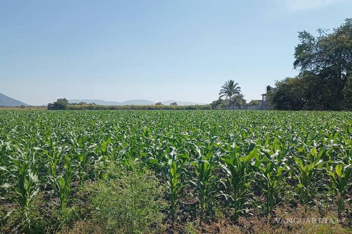 Busca gobernadora de Morelos incrementar inversión para el campo